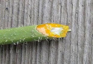 pros and cons of removing warts with celandine herb juice