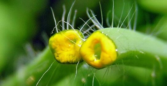 celandine for papilloma